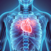 3-D-Illustration eines menschlichen Herzens