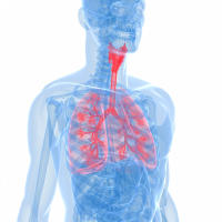 Modell einer Lunge in rot